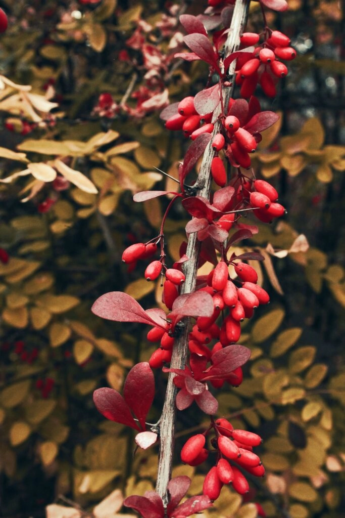 Vivid red barberry (Berberis) berries on shrub, the plant source of berberine