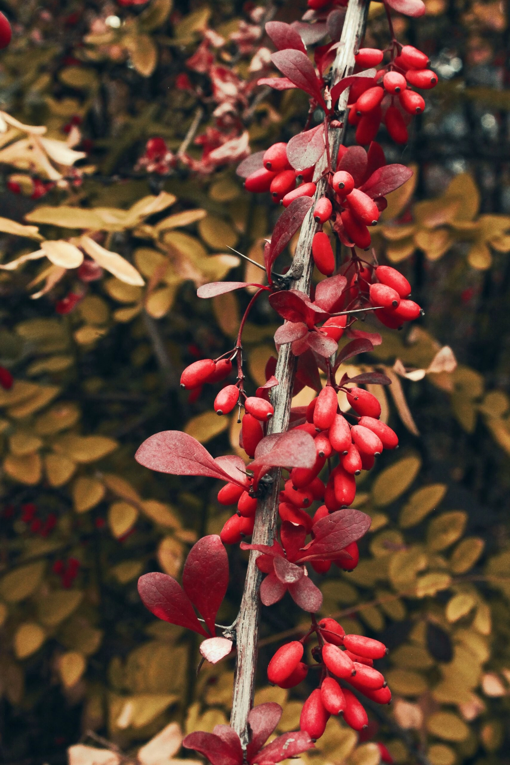 Berberine Benefits — barberry (Berberis) plant, the natural source of berberine
