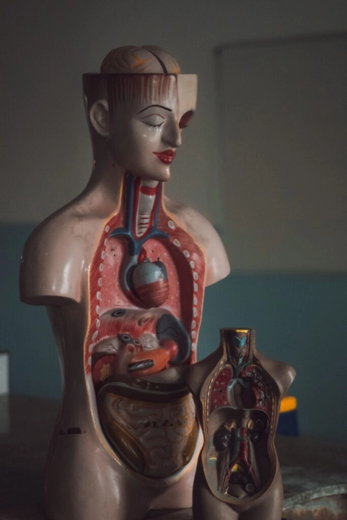 Anatomical model of human digestive organs including the liver, used for health education