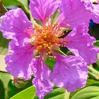 Banaba leaf extract tropical botanical