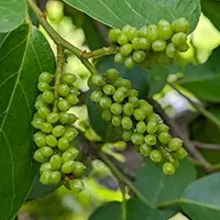 Gymnema Sylvestre medicinal herb leaves