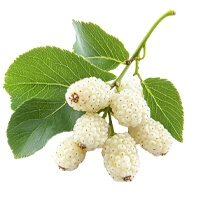 White mulberry leaf fruits branch botanical