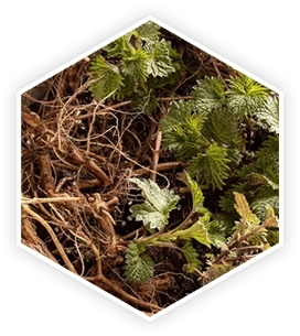 Stinging Nettle Root