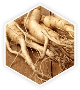 Korean Red Ginseng root
