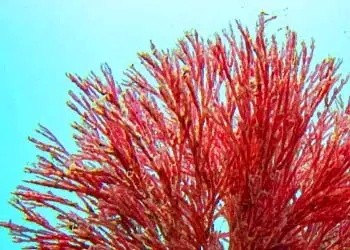 Haematococcus Astaxanthin in Mitolyn