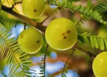 Amla in Mitolyn