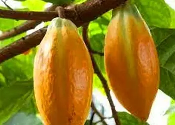 Theobroma Cacao in Mitolyn