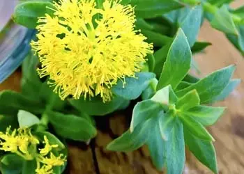Rhodiola Rosea in Mitolyn