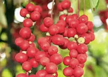 Schisandra Berry in Mitolyn