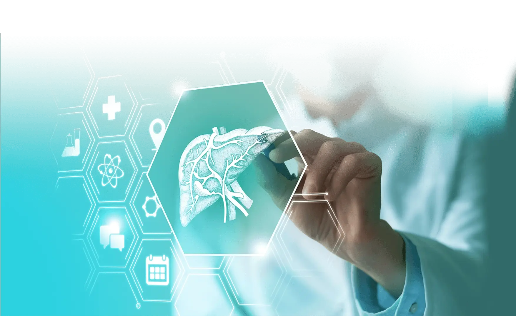 Scientific discovery — liver and fat metabolism
